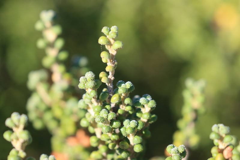 Bertya rotundifolia photo 3