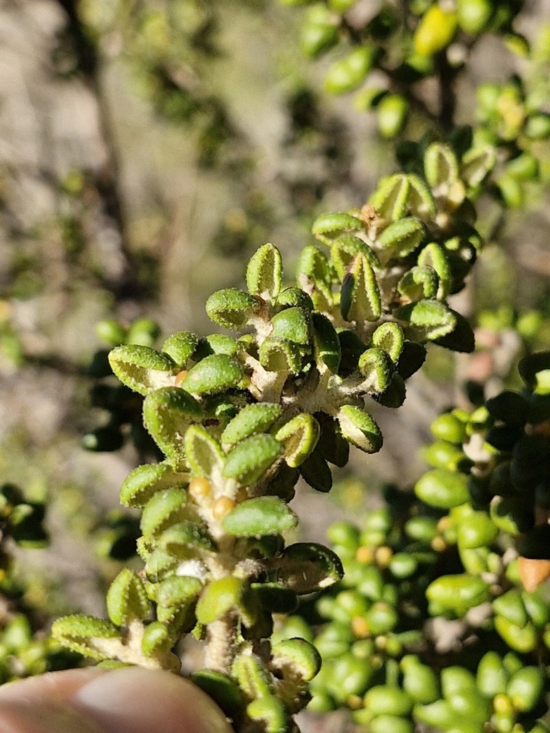 Bertya rotundifolia photo 4