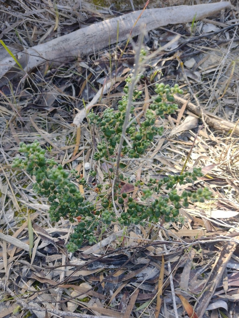 Bertya rotundifolia photo 5
