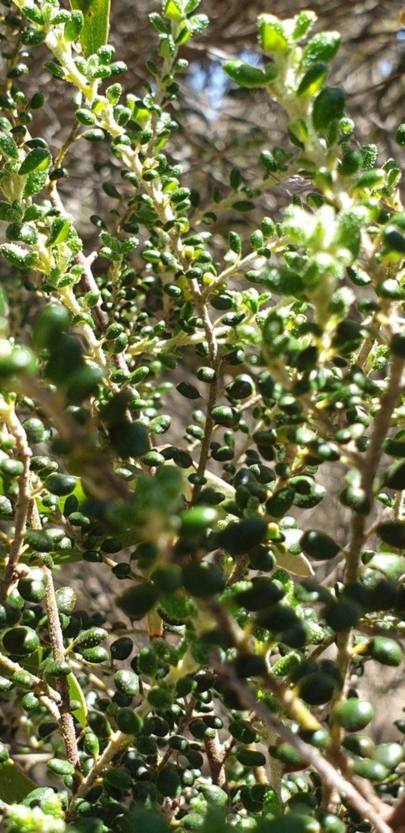 Bertya rotundifolia photo 6