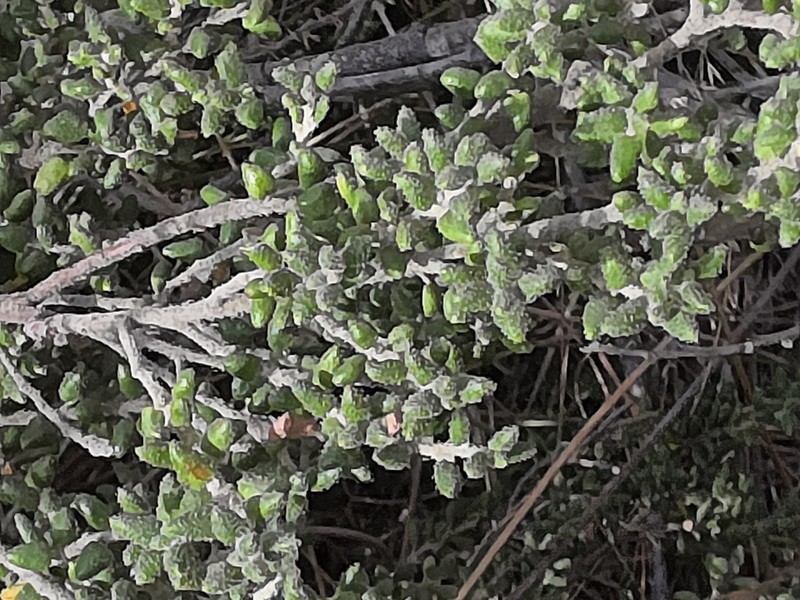 Bertya rotundifolia photo 7