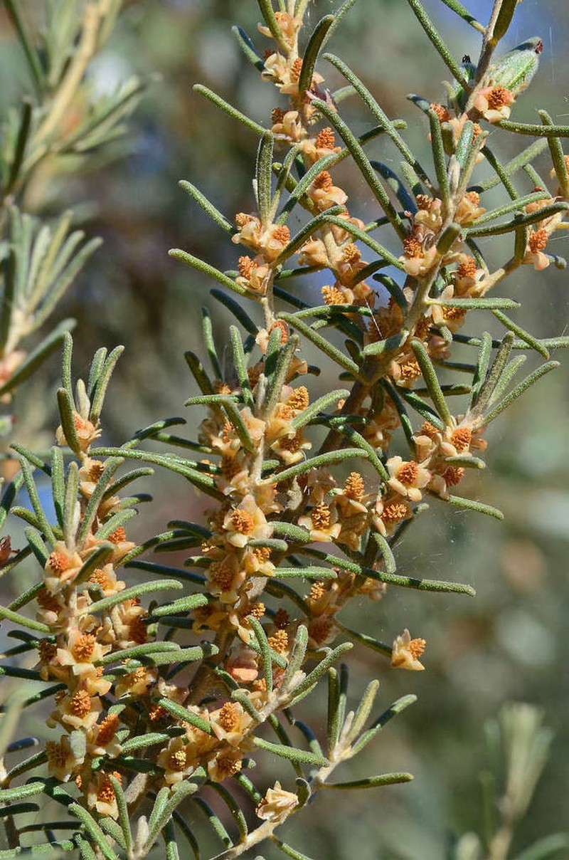 Bertya tasmanica