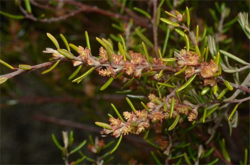 Bertya tasmanica photo 2