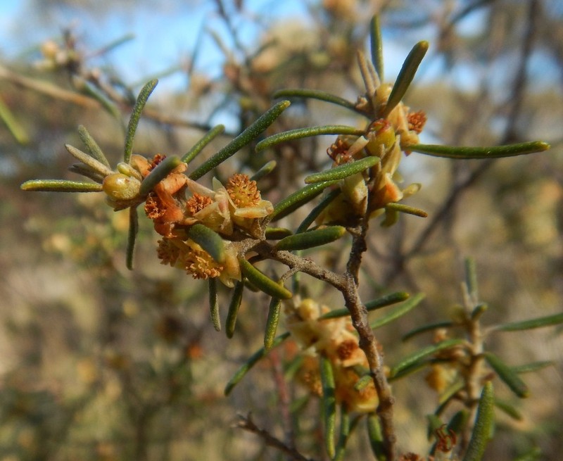 Bertya tasmanica photo 3