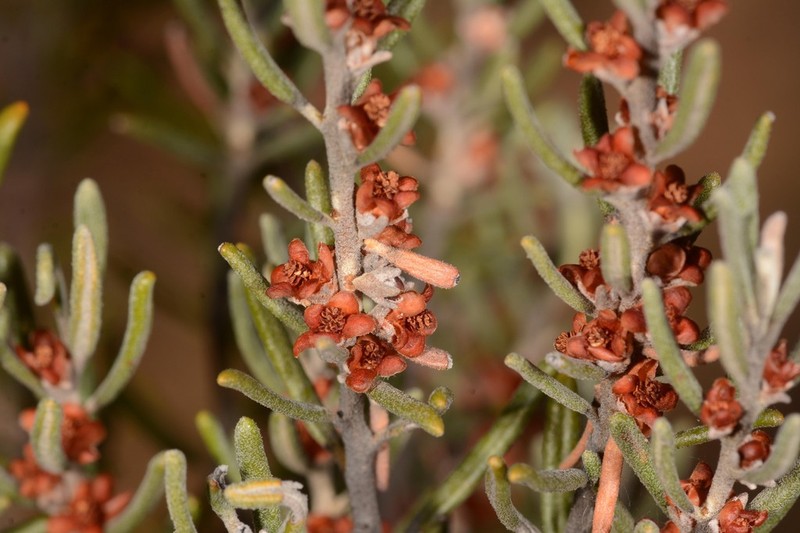 Bertya tasmanica photo 4