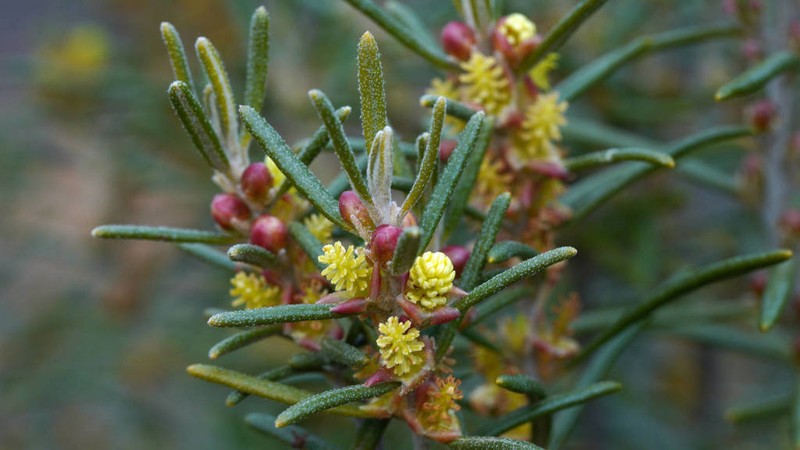 Bertya tasmanica photo 5