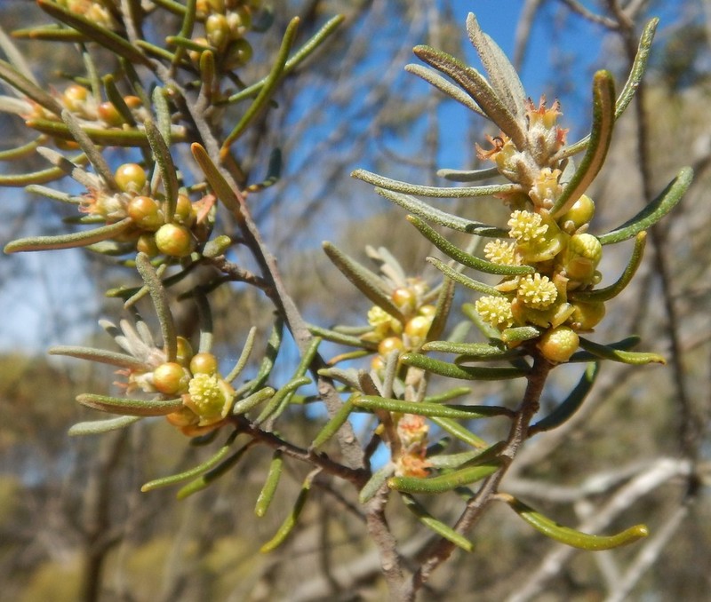 Bertya tasmanica photo 7