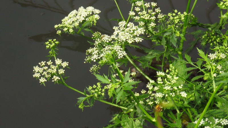 Cutleaf Waterparsnip photo 2