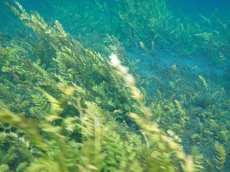 Cutleaf Waterparsnip photo 3