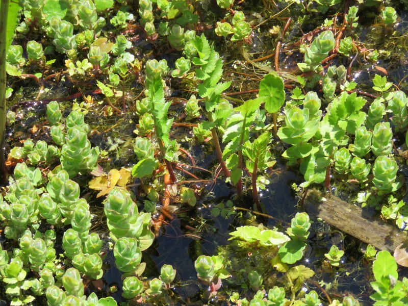 Cutleaf Waterparsnip photo 4