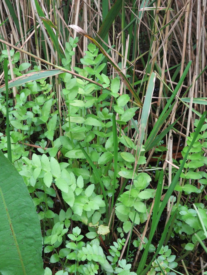 Cutleaf Waterparsnip photo 5