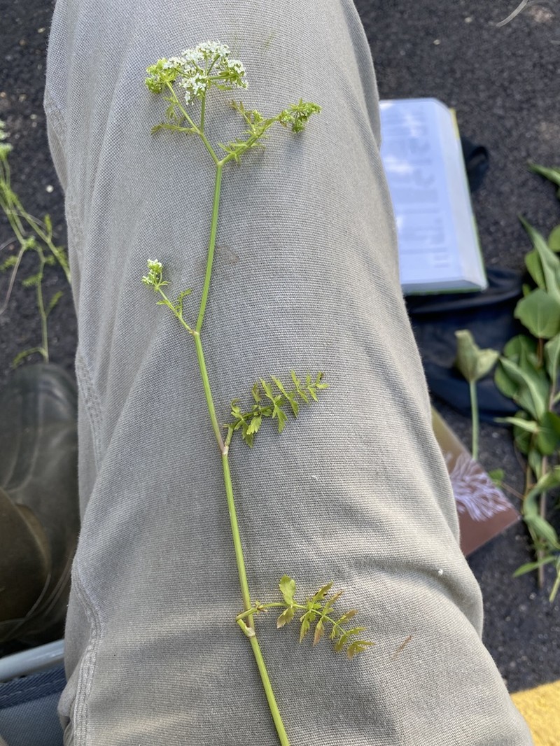 Cutleaf Waterparsnip photo 6