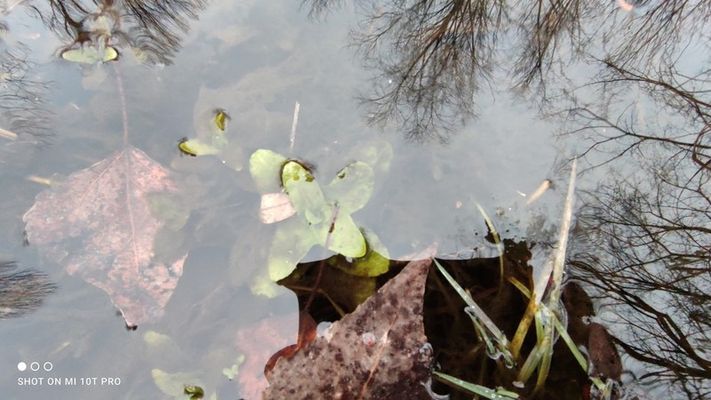 Cutleaf Waterparsnip photo 7
