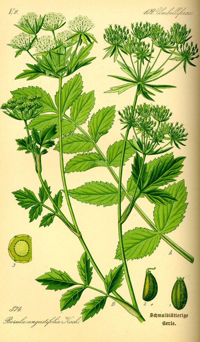 Berula incisa