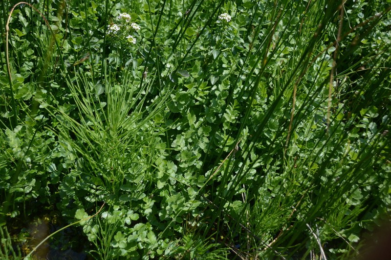 Berula incisa photo 2