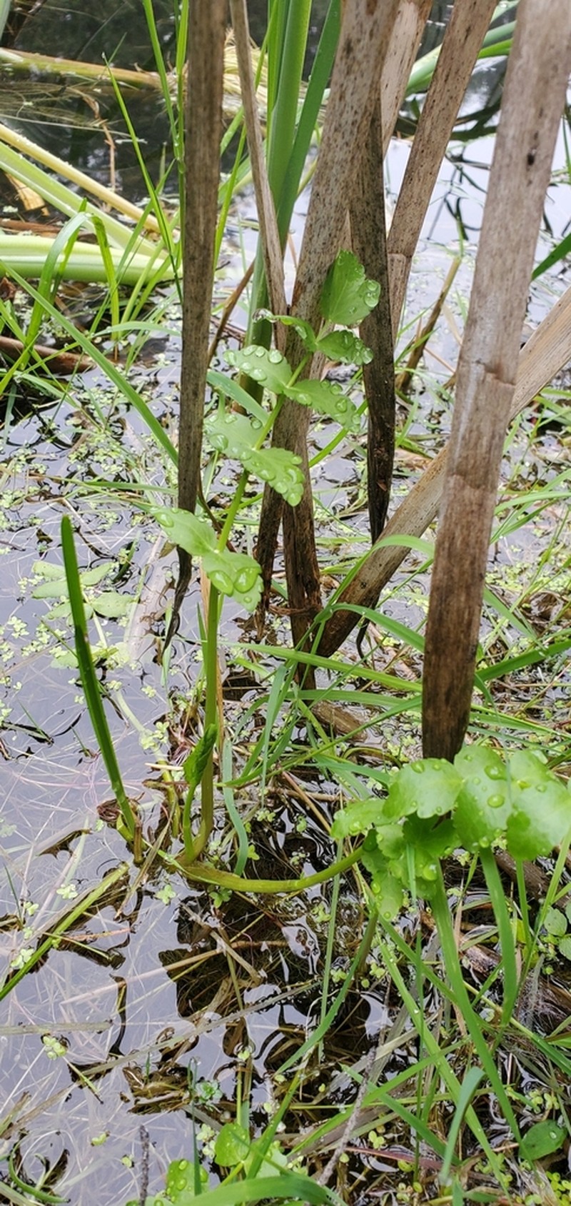 Berula incisa photo 3