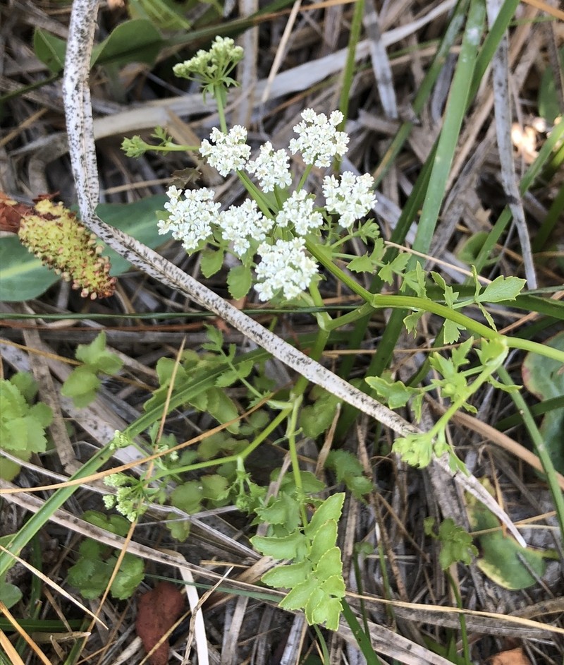 Berula incisa photo 8