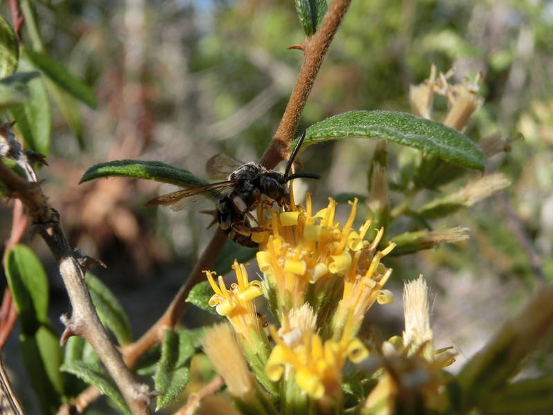 Sweet Yellowcrown