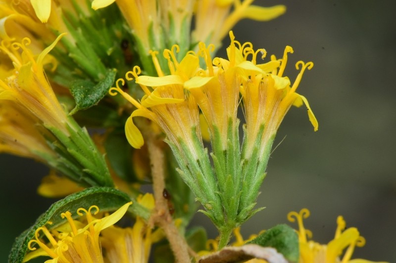 Sweet Yellowcrown photo 6