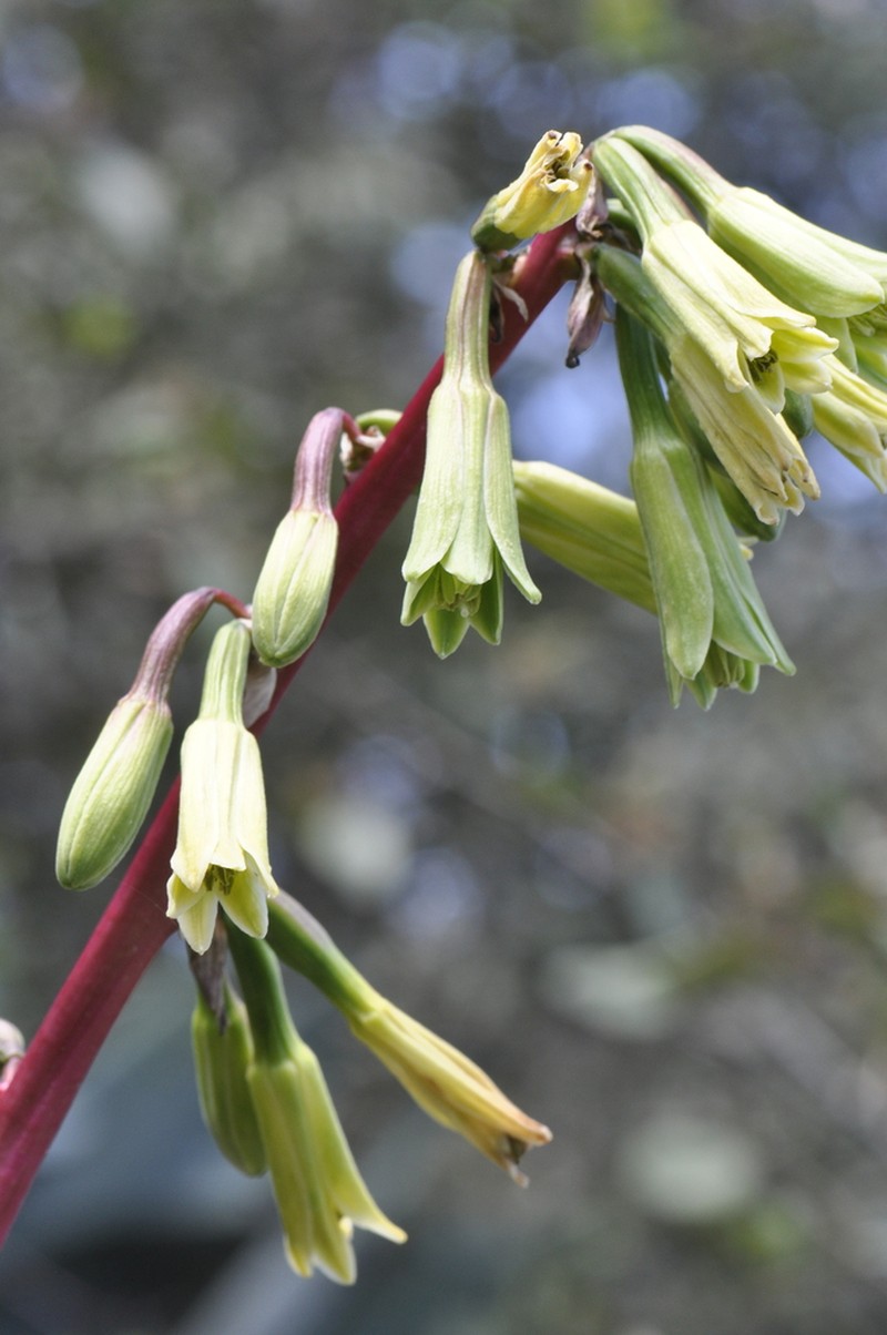 Beschorneria carolinae