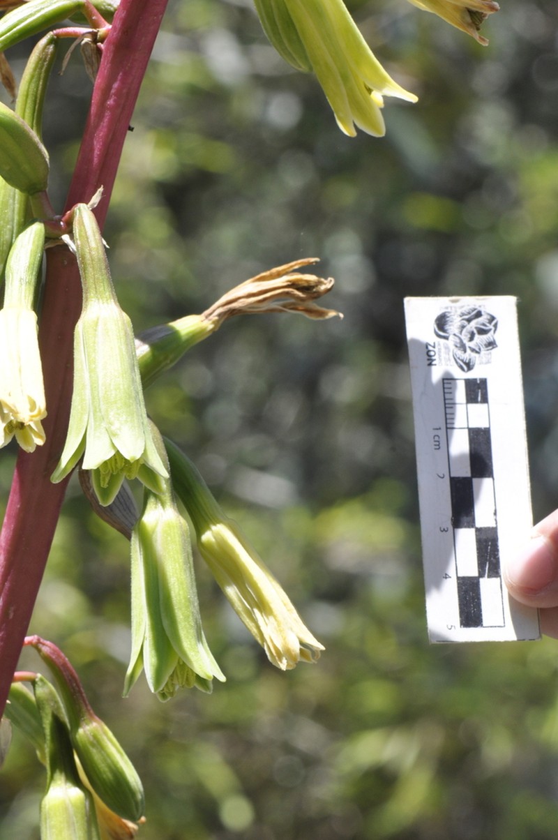 Beschorneria carolinae photo 3
