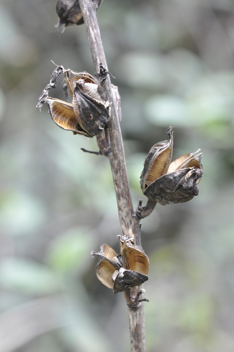 Beschorneria carolinae photo 4