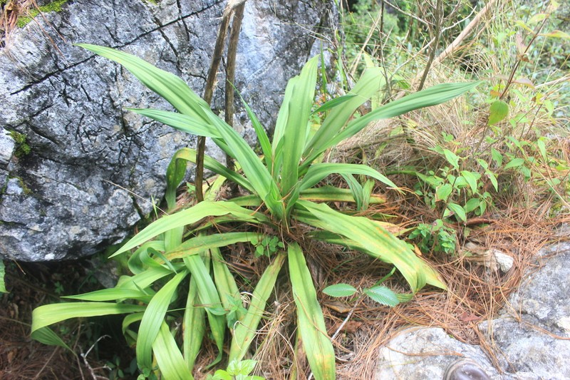Beschorneria carolinae photo 5