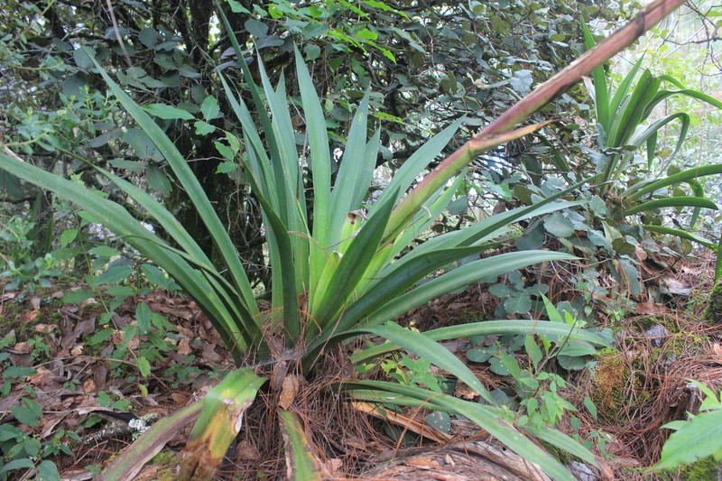 Beschorneria carolinae photo 6