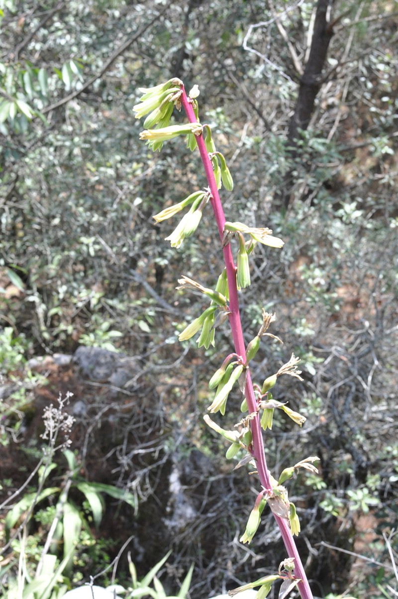 Beschorneria carolinae photo 7