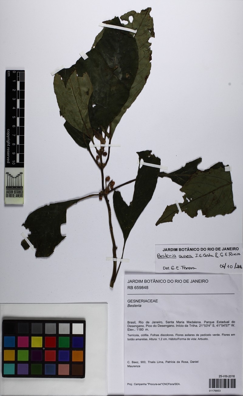 Besleria aurea