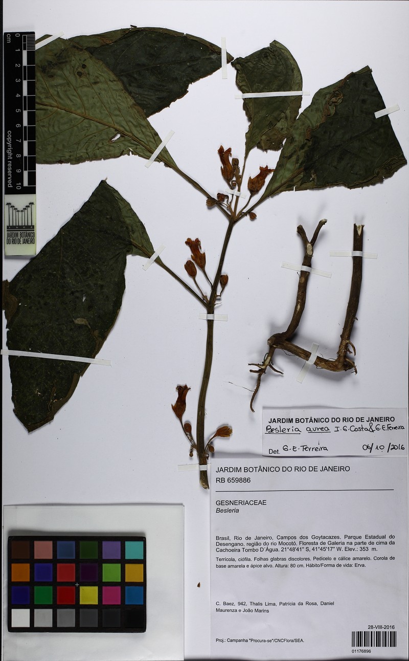 Besleria aurea photo 2