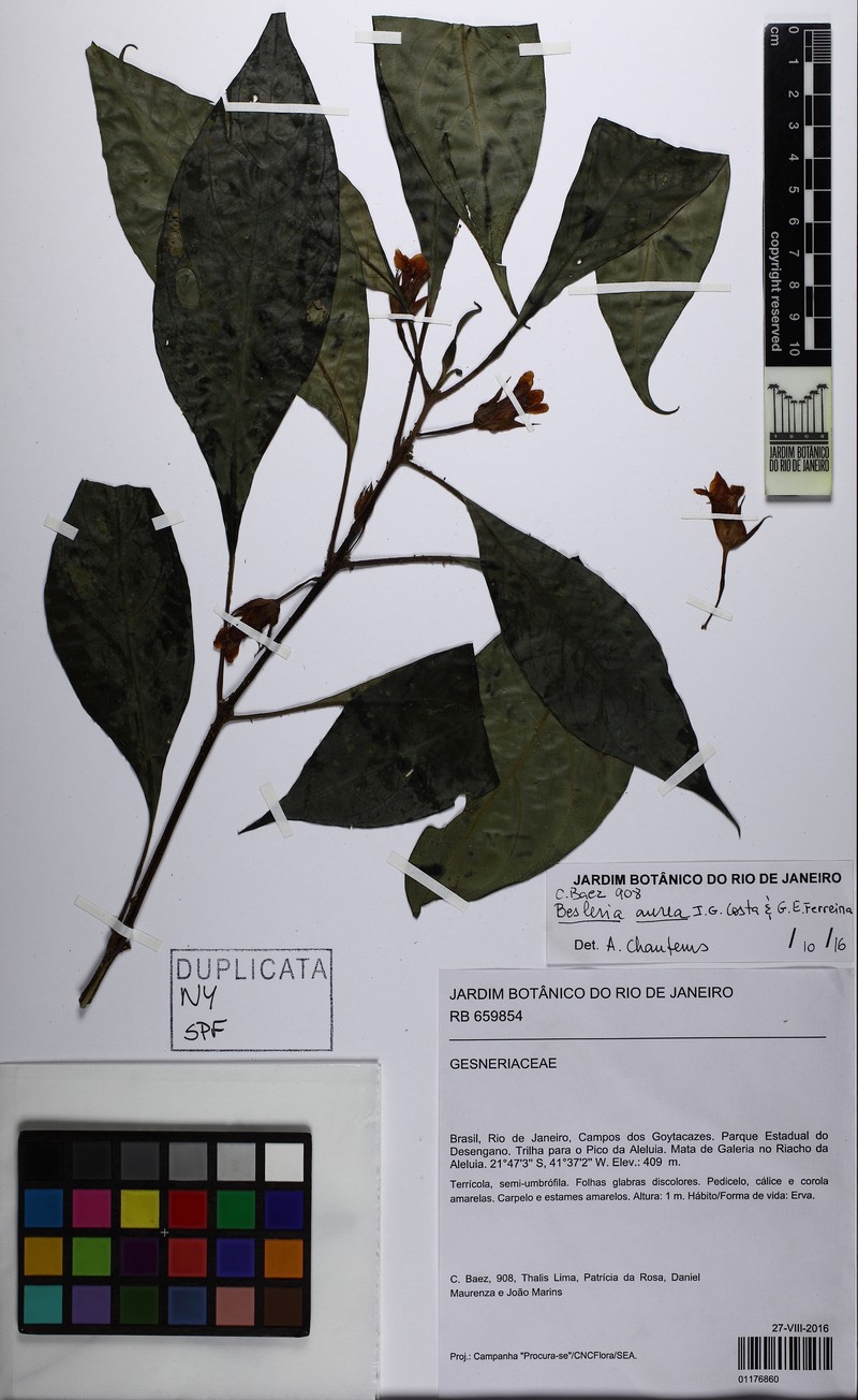 Besleria aurea photo 3