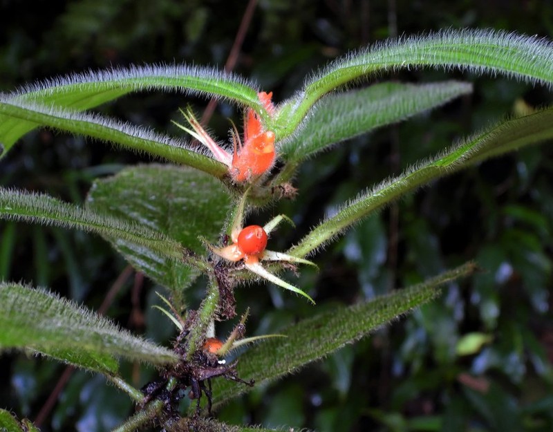 Besleria azulensis