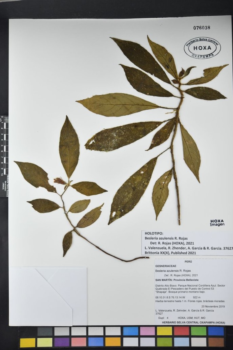 Besleria azulensis photo 2