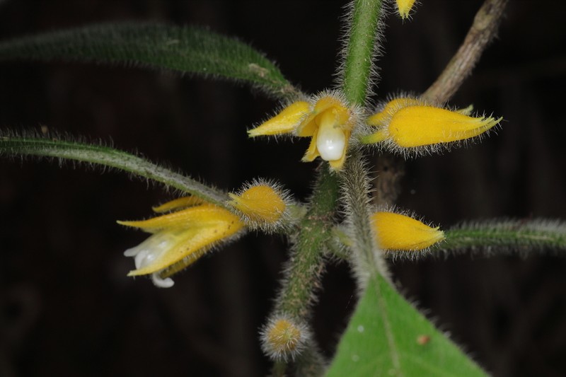 Besleria diabolica