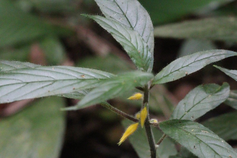 Besleria diabolica photo 2