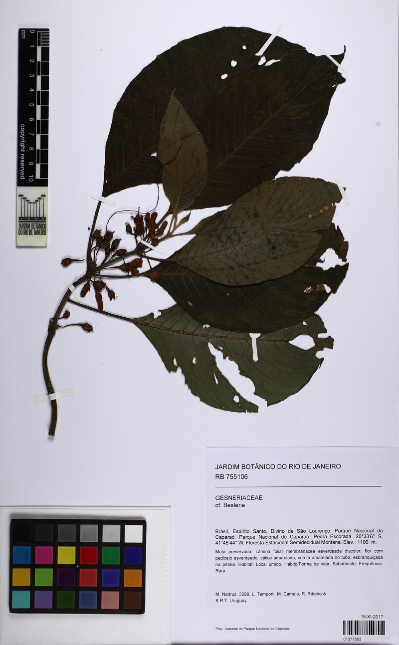 Besleria discreta
