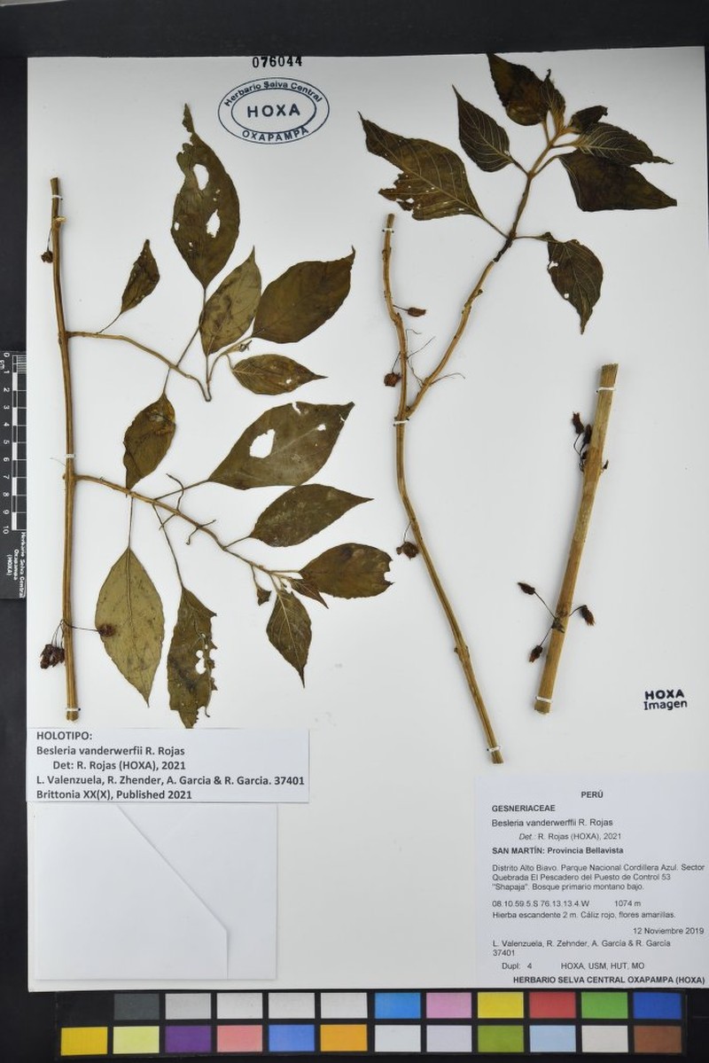 Besleria vanderwerffii