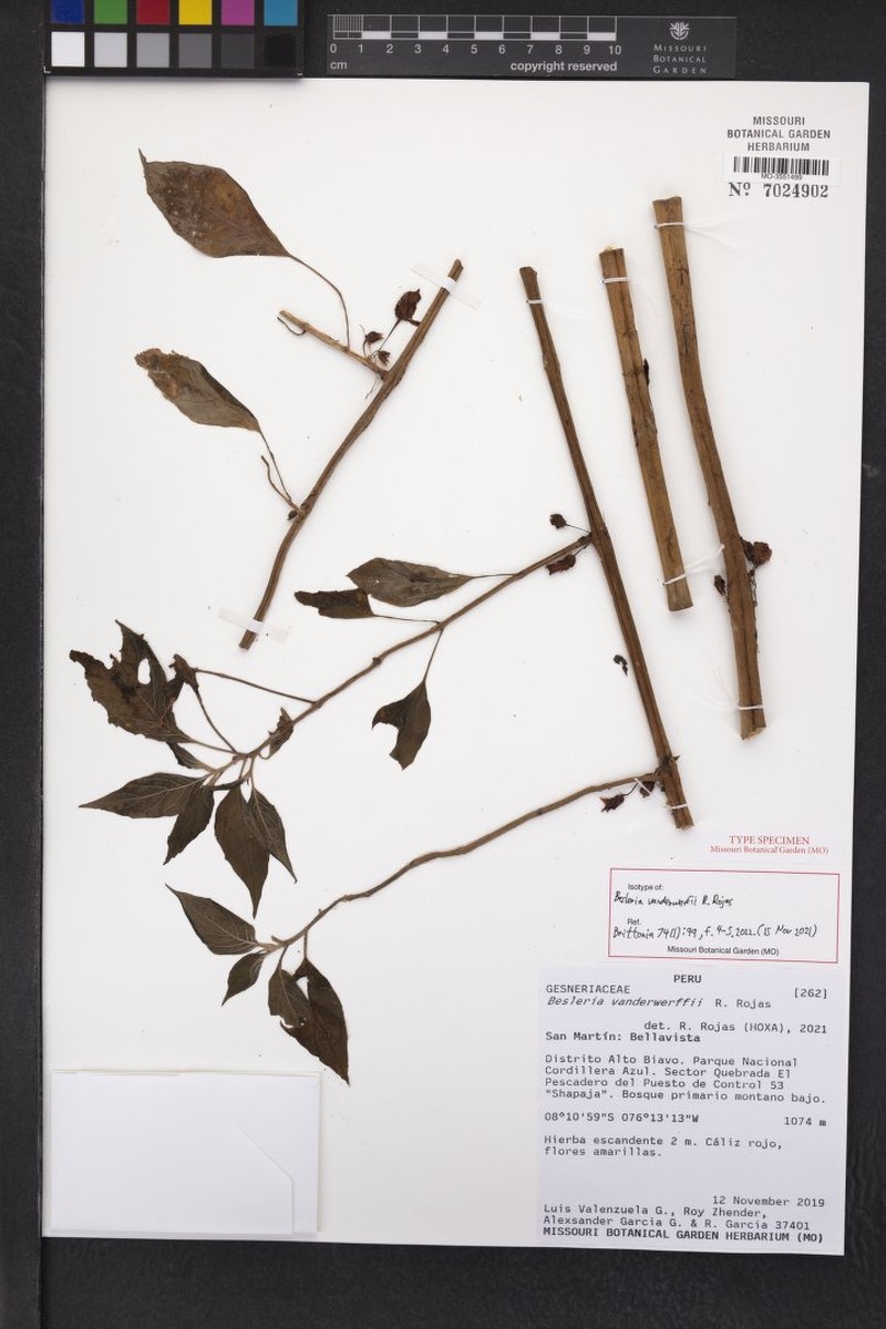 Besleria vanderwerffii photo 2