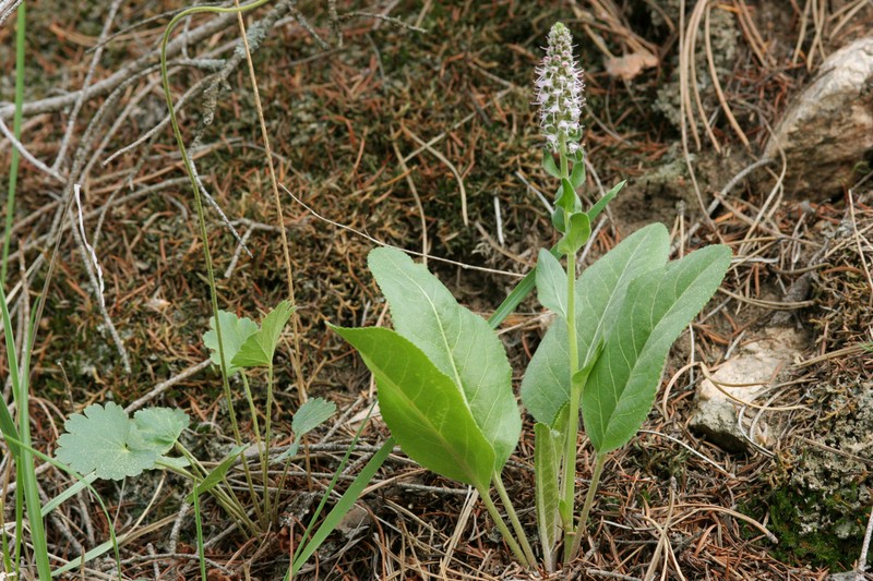 White River Coraldrops