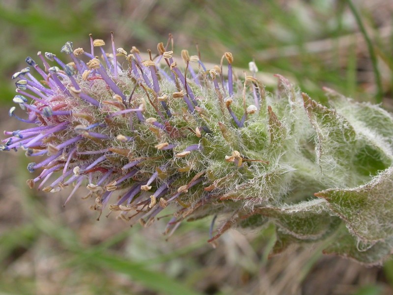 Wyoming Besseya photo 5