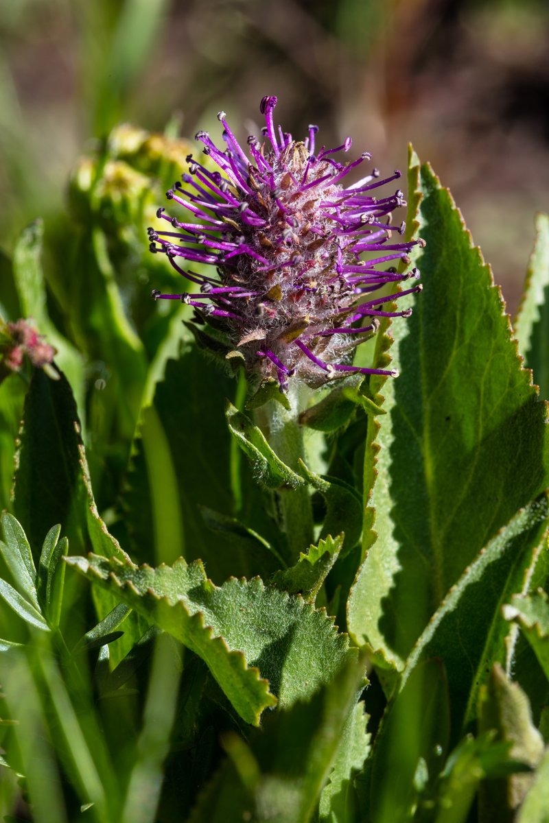 Wyoming Besseya photo 6