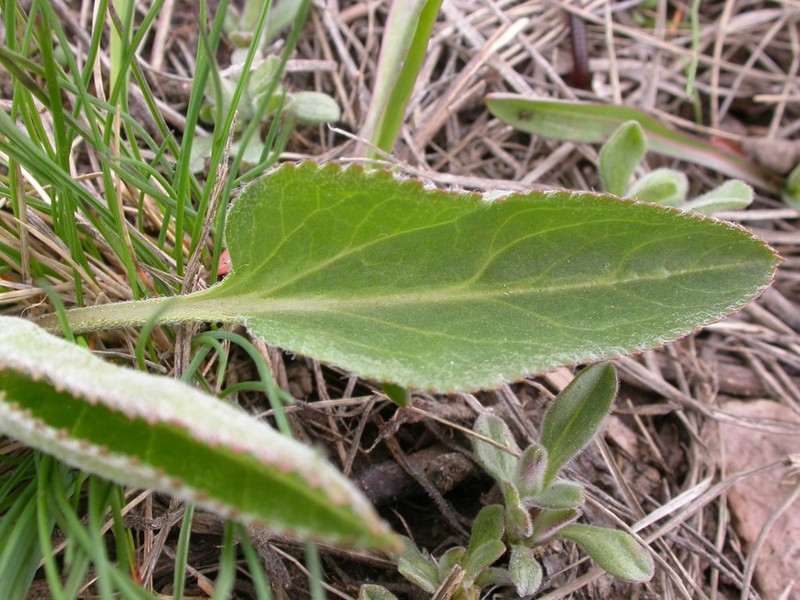 Wyoming Besseya photo 2