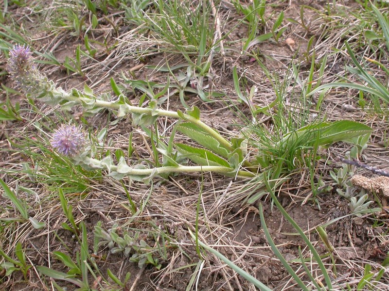 Wyoming Besseya photo 4