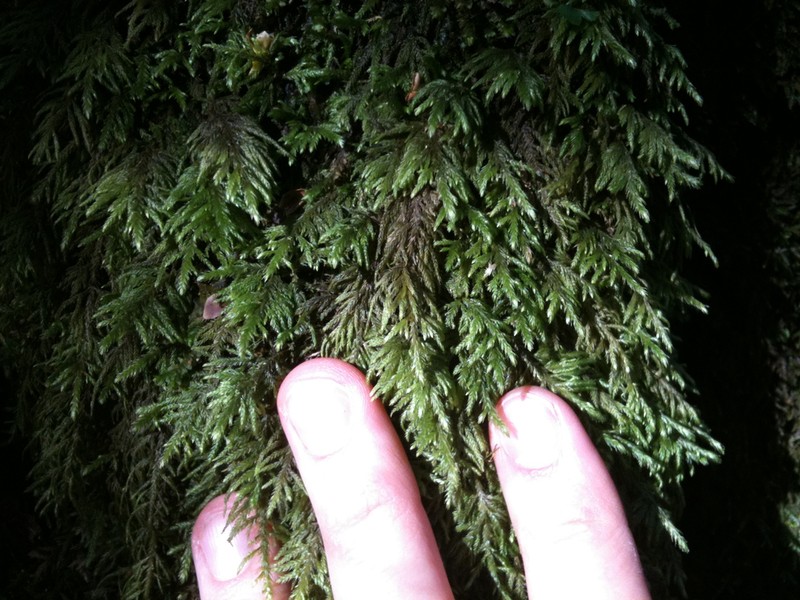 Bestia Moss photo 3