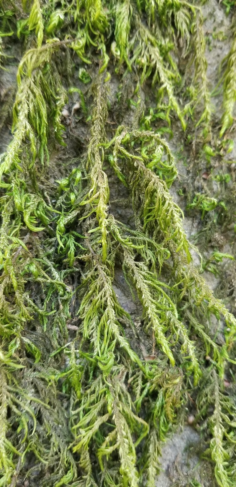 Bestia Moss photo 6