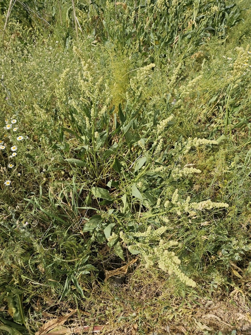 Beta corolliflora