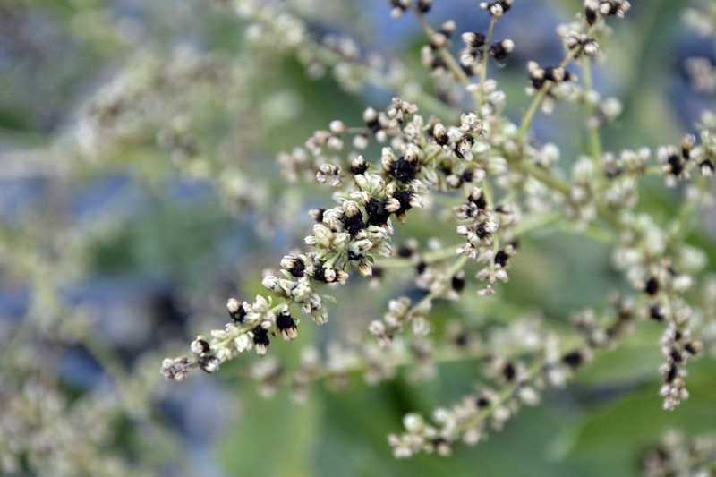 Beta corolliflora photo 3