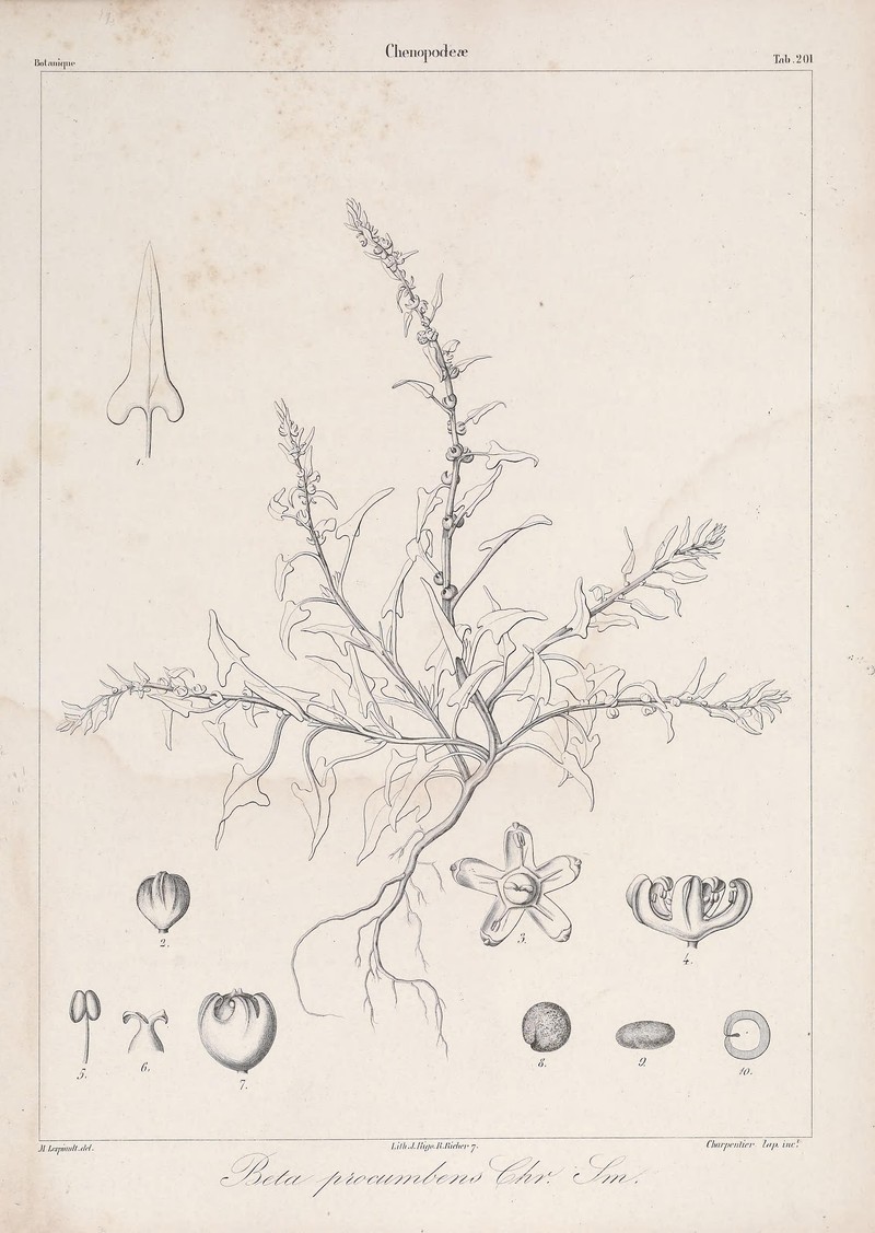 Cultivated Beet