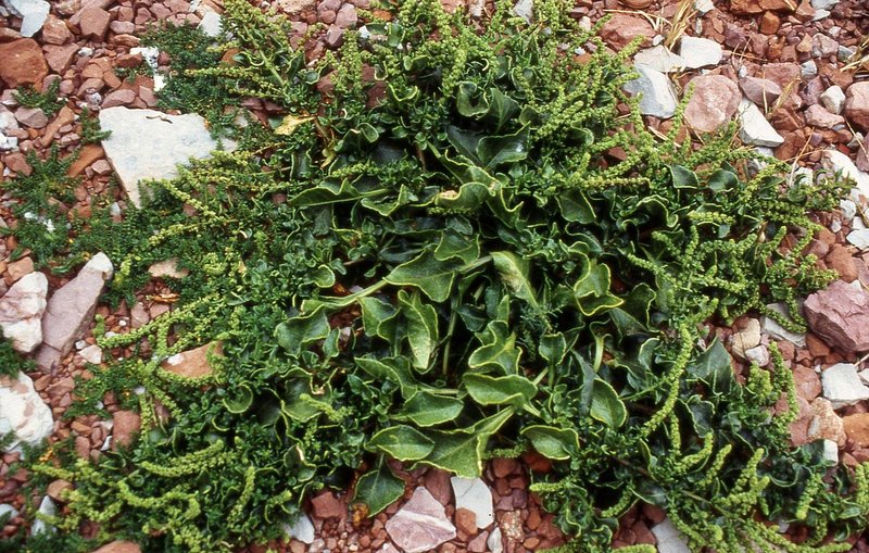 Common Beet photo 4